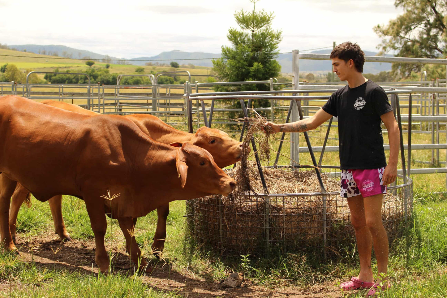 Footy Shorts –  Purple Cow Print